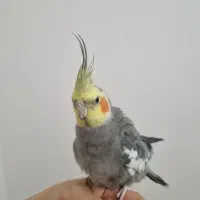 طوطی عروس هلندی نر سخنگو