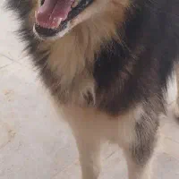 هاسکی مالاموتی|سگ|خشکبیجار, |دیوار