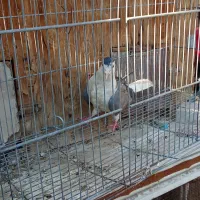 کبوتر دمگیر دستگردی|پرنده|اصفهان, پوریای ولی|دیوار