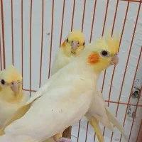 ۴ عدد عروس هلندی لوتینو طوطی به همراه قفس|پرنده|تهران, کوی بیمه|دیوار