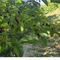 فروش باغ گردو مجهز به تجهیزات ابیاری ۴هکتار