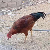خروس جوان