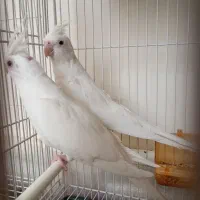 عروس هلندی البینو|پرنده|فردوس (خراسان), |دیوار