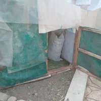قفس|لوازم جانبی حیوانات|زبرخان, |دیوار