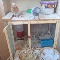 کبوتر با قفس