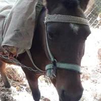 اسب نر در قزوین