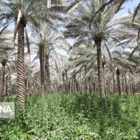 نیازمند کارگر برای باغ