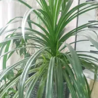 فروش پاندانوس