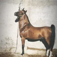 کره سالار فرخشهر تایید ۱ فدراسیون|اسب و تجهیزات اسب‌سواری|فارسان, |دیوار