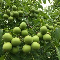 انگور موندراپ صادراتی ، سودآوری بالا و تضمینی|خدمات باغبانی و درختکاری|اصفهان, احمدآباد|دیوار