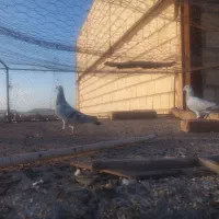 جوجه کفتر|پرنده|ملک‌آباد, |دیوار