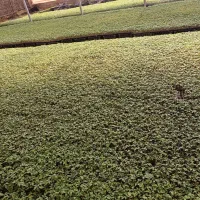 نشا گرجه 8320دستگیر ونشا گرجه 4129درختی دستگیر|خدمات باغبانی و درختکاری|کاکی, |دیوار