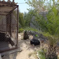 فروش خانه ویلایی پشته ایسین|فروش خانه و ویلا|بندرعباس, |دیوار