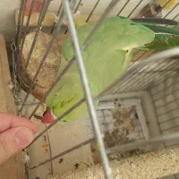 ملنگو مولد|پرنده|تاکستان, |دیوار