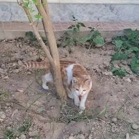 واگذاری گربه