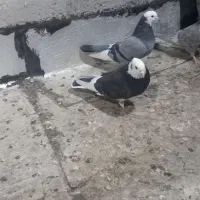 کبوتر|پرنده|زنجان, |دیوار