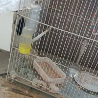 عروس هلندی|پرنده|زبرخان, |دیوار