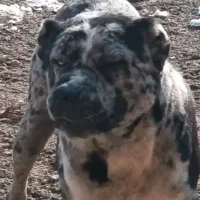 سگ سرابی|حیوانات|تربت جام, میان جام|دیوار