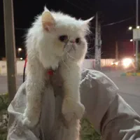 گربه پرشین و اسکاتیش|گربه|ساری, |دیوار