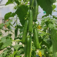 مشارکت-و-سرمایه-گذاری-در-کشت-گلخانه