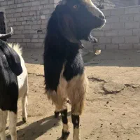 ساورین|حیوانات مزرعه|صحنه, |دیوار