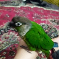 طوطی گمشده مهدی اباد