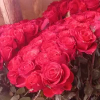 گل رز ایرانی