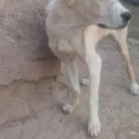 واگذاری َسگ