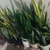 بالای صدعدد بوته سانسوریا باگلدان فقط ۵۰۰۰۰۰