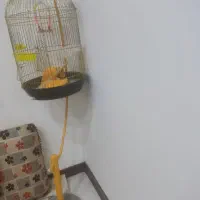 سه عدد لوستر سقفی|لوستر و چراغ آویز|خرم‌آباد, |دیوار