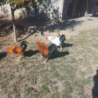 ۵عدد خروس|حیوانات مزرعه|قلقل رود, |دیوار