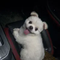 پامرین نر یک ساله