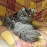 گربه نر آماده جفت گیری