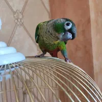 طوطی گرینچیک یلوساید فوق دستی سخنگو، کاسکو ملنگو|پرنده|اصفهان, خانه اصفهان|دیوار