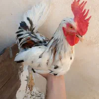مرغ وخروس گلین قفس سه طبقه چوبی و قفس طوطی|حیوانات مزرعه|اسلام‌شهر, مطهری|دیوار