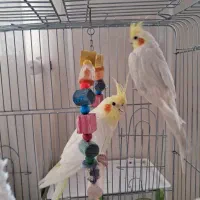 یک جفت عروس هلندی بالغ