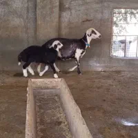 بره دار بروجردی عروسک|حیوانات مزرعه|آق قلا, |دیوار