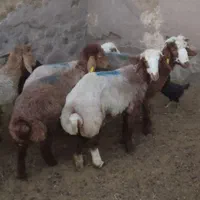 بره هترو بشرط آزمایش|حیوانات مزرعه|کوهسرخ, |دیوار