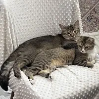 گربه اسکاتیش|گربه|اصفهان, شیخ اشراق|دیوار