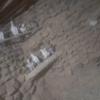 پرنده|پرنده|فرح دشت, |دیوار