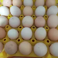تخم مرغ