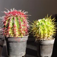 گیاه کاکتوس