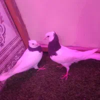 کفتر|پرنده|سراوان, |دیوار