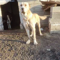 سگ گمشده 15روز بیش