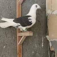 پشت گراف کله هما سار