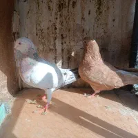 کفتر شهرستانی و آلمانی