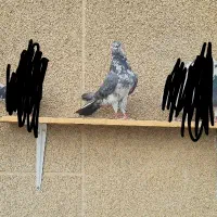 کبوتر غاره سبز|پرنده|گلپایگان, |دیوار