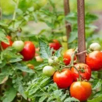 نهال گوجه فرنگی