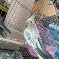 جوجه عروس هلندی گلباقالی و سیامون|پرنده|بیرجند, |دیوار