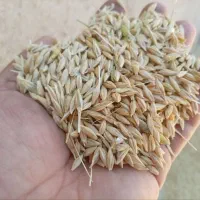 فروش عمده جو درجه یک با کیفیت